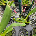 Wils. Firecat 'King Snake' -(Leaf Damage)-Flowering