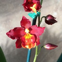 Wils. Firecat 'King Snake' -(Leaf Damage)-Flowering