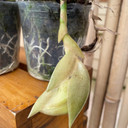 Stanhopea reichenbachiana 'Eve' x self