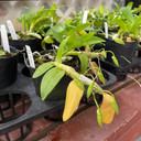 Den. Nestor S/A 'April' x rhodopterygium S/A '#4' (With Buds)