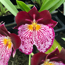 Mltnps. Breathless 'Beauty' (Double Spike) - 4" pot