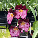 Mltnps. Breathless 'Beauty' (Double Spike) - 4" pot