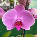 Phal. Dreamer (Double Spike)