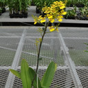 Onc. ampliatum x sib (Species Orchid)