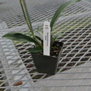 Zelencocidum (Onc.) Kukoo (3" pot)