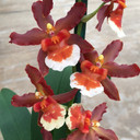 Onc. Hilo Firecracker 'New Year'