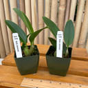 Bulbophyllum siamense (Plant Only -2.75" Pot)