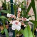 Onc. Speckle Spire ' Snowflake'