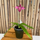 Phrag. Inca Rose 'White Hot' x Fall River 'Purple Passion'