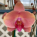 Phal. Midsummer Night (Double Spike)