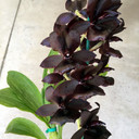 Monn. Millennium Magic 'Witchcraft' AM/AOS ("The Black Orchid") (5" Pot-Plant Only))