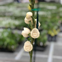 Peristeria elata 'JB7013' x sib 'PPO82' (Plant Only) -Med