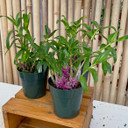 Den. tanii x sib. (5" Pot - Blooming)