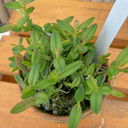 Epidendrum porpax (Clay Pot)