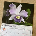 The Akatsuka Original 2023 Calendar