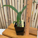 Rossioglossum Bob Hamilton (Plant Only)