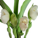 Anguloa eburnea "Tulip Orchid" (Plant Only - 6.5" Pot) 