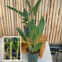 Dendrochilum cobbianum 'Yellow Lip' x self (5" Pot) - Plant Only