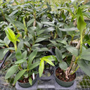 Den. spectabile x sib (Plant Only)