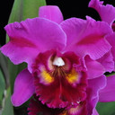 Rlc. Marsha T. Tsuruda 'Volcano Queen' FLASK (Cattleya Clone)