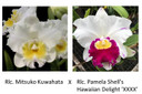 Rlc. Mitsuko Kuwahata x Rlc. Pamela Shell's Hawaiian Delight 'XXXX' (Plant Only)