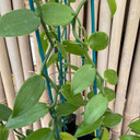 Vanilla planifolia (2" Pot) - tall