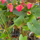 Pink Butterfly Anthurium Plant (tall-L)