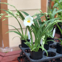 Mltnps. Golden Snows 'White Light' (Double Spike)