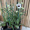 Miltoniopsis Lillian Nakamoto 'Tanto' (First Bloom-Bud)