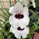 Miltoniopsis Lillian Nakamoto 'Tanto' (First Bloom-Bud)