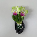 Green Cattleya Orchid Clay Magnet (Wood)