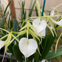 Brassavola nodosa x sib ('Lucky' x 'Sweetheart')