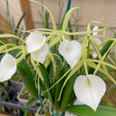 Brassavola nodosa x sib ('Lucky' x 'Sweetheart')