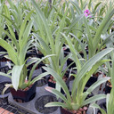 Miltoniopsis Boulivot 'Beloved' (Plant Only)