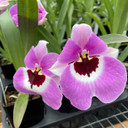 Miltoniopsis Boulivot 'Beloved' (Plant Only)