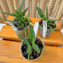 Angraecum didieri x sib (Plant Only)