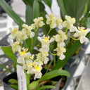 Oncidium Gold Dust