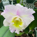 Rlc. Sebastian Pete 'Volcano Queen' (First Bloom)