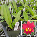 Rlc. Forever Love 'Volcano Queen' (Starter-2.75" Pot)