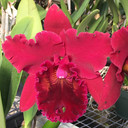 Rlc. Sachi Kyoko 'Volcano Red' (Starter - 2.75" Pot)