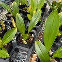 Bulbophyllum graveolens x sib (Plant Only - 4" Pot)