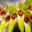 Bulbophyllum graveolens (Plant Only - 4" Pot)