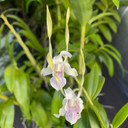 Dendrobium antennatum (5.5" Pot: Plant Only)