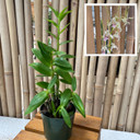 Dendrobium antennatum (5.5" Pot: Plant Only)