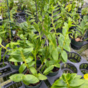 Dendrobium antennatum (5.5" Pot: Plant Only)