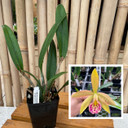 C. Small World 'Sweet Spot' x Bl. Richard Mueller (Plant Only)