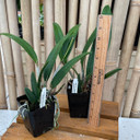C. Small World 'Sweet Spot' x Bl. Richard Mueller (Plant Only)