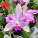 Clty. Ethel's Paradise 'Kaleialoha' (Plant Only - 5.5" Pot)