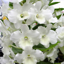 Dendrobium Tianmu Plain Botan (Plant Only)