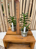 Angraecum conchoglossum x sib